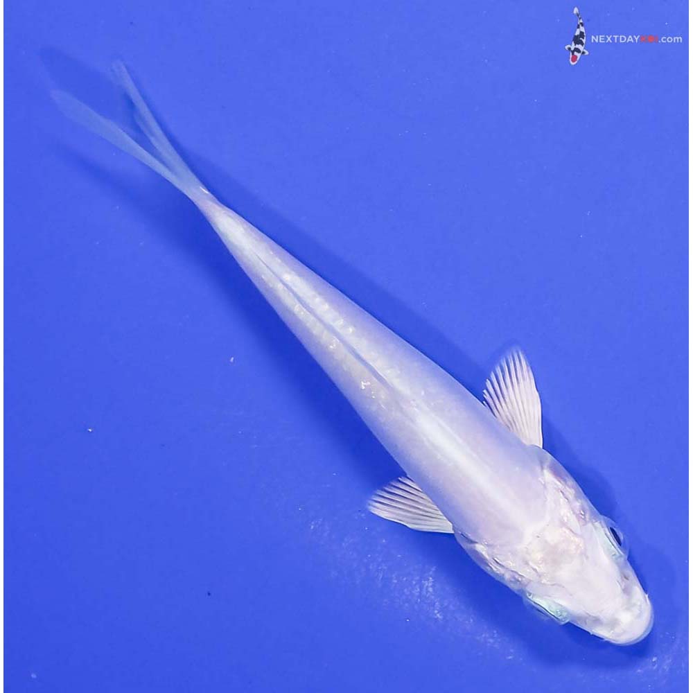 4” Imported Doitsu Platinum Ogon