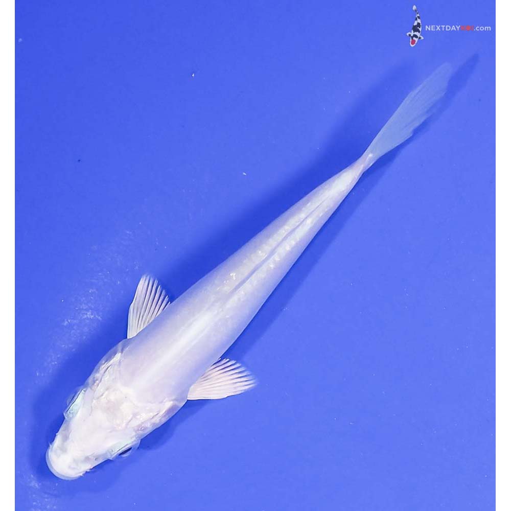 4” Imported Doitsu Platinum Ogon