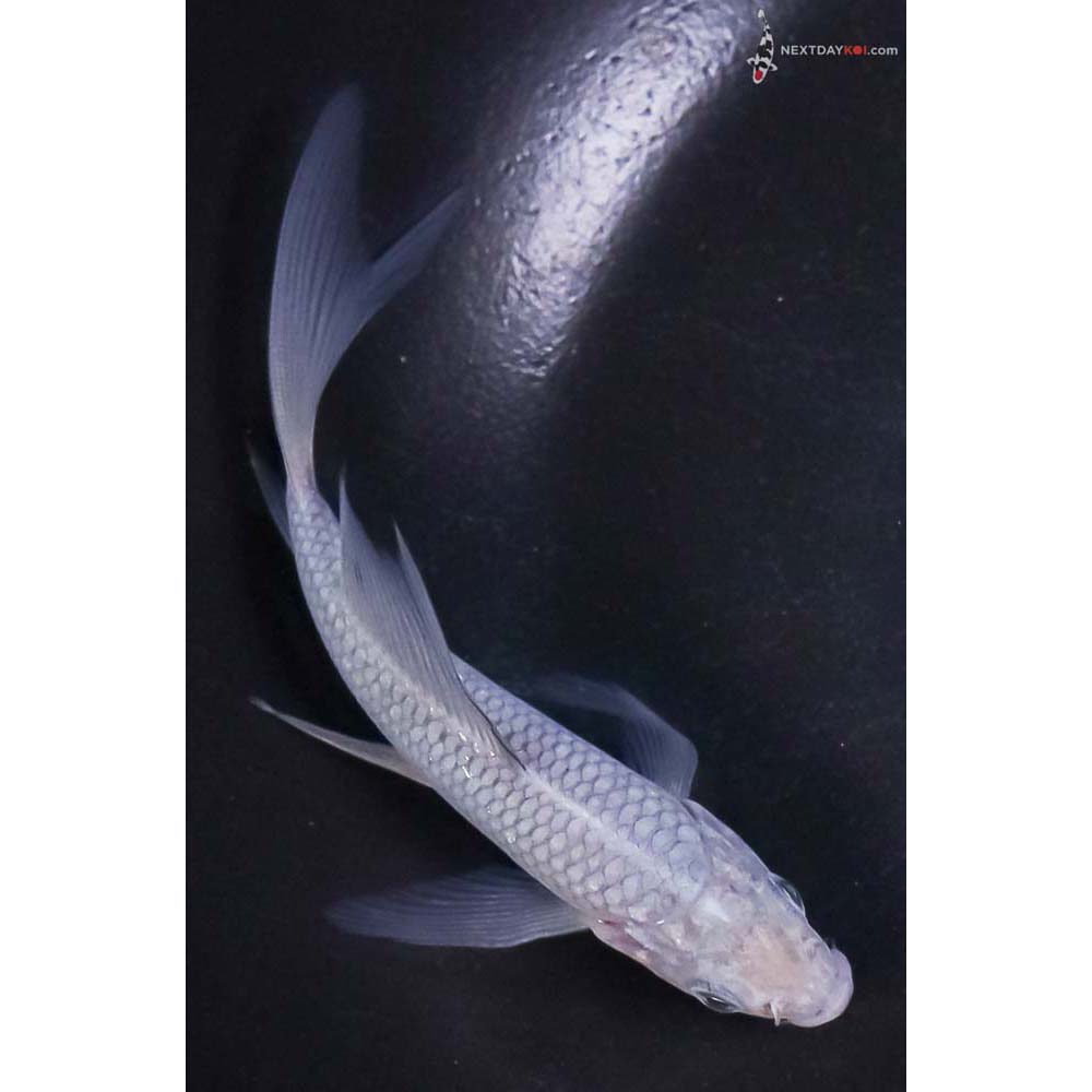 4.5” Imported Soragoi Butterfly Koi