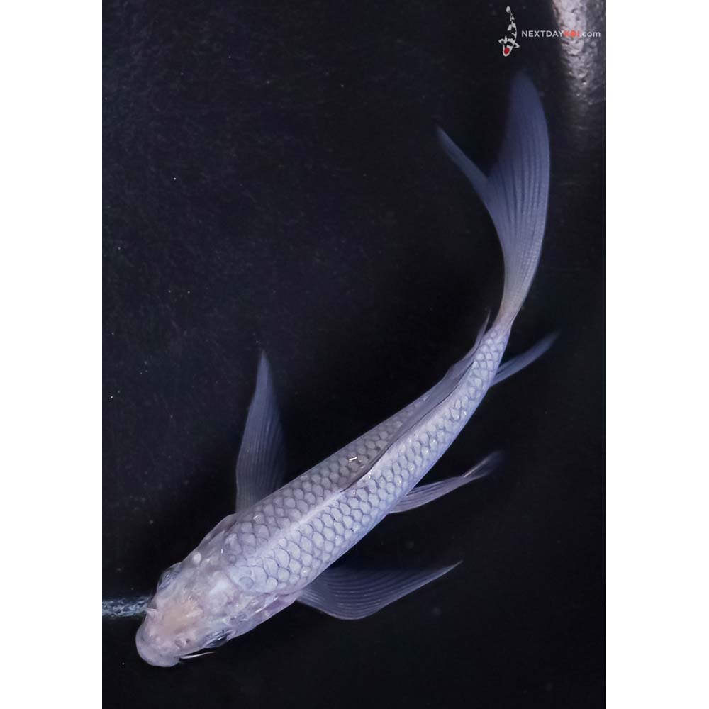 4.5” Imported Soragoi Butterfly Koi