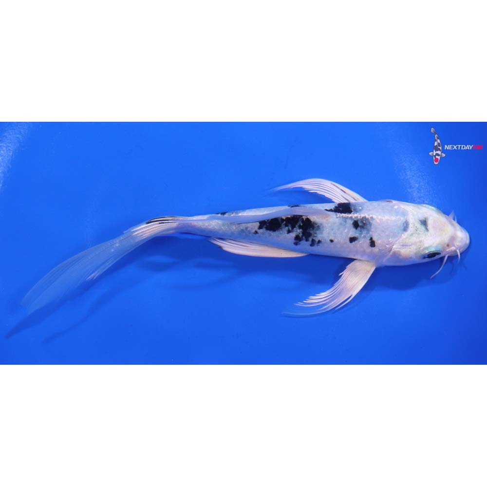 6” Imported Gin Shiro Bekko Butterfly Koi