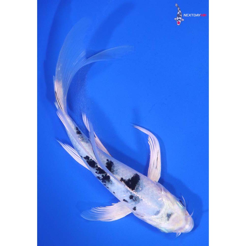 6” Imported Gin Shiro Bekko Butterfly Koi