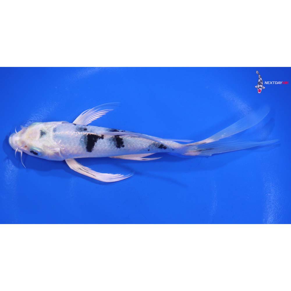 6” Imported Gin Shiro Bekko Butterfly Koi