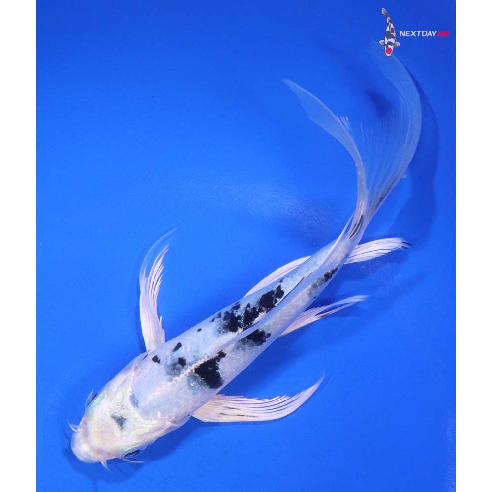 6” Imported Gin Shiro Bekko Butterfly Koi