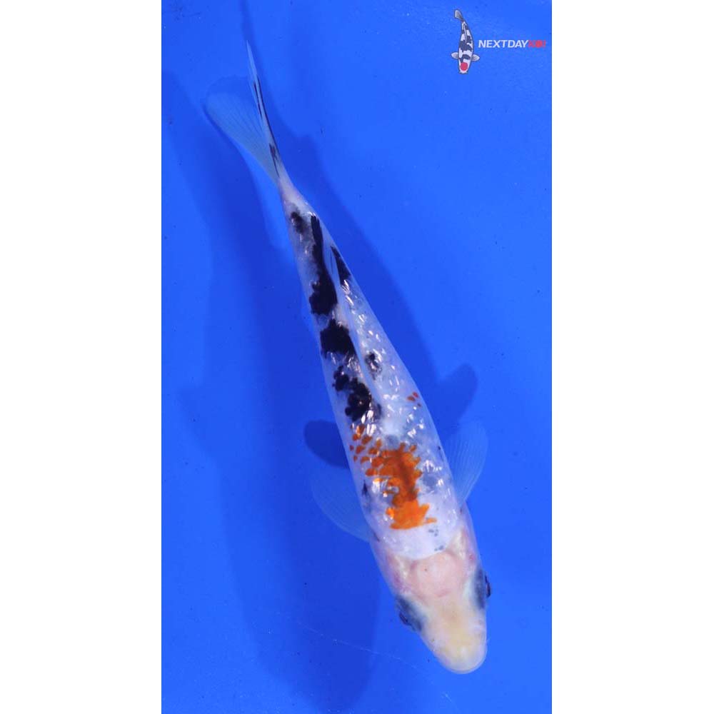 4” Imported Gin Rin Sanke