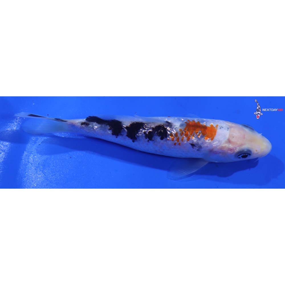 4” Imported Gin Rin Sanke