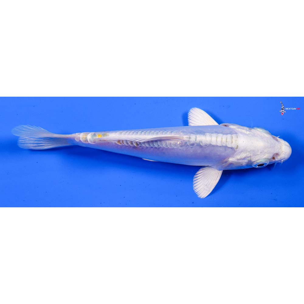 5” Imported Doitsu Lemon Hariwake