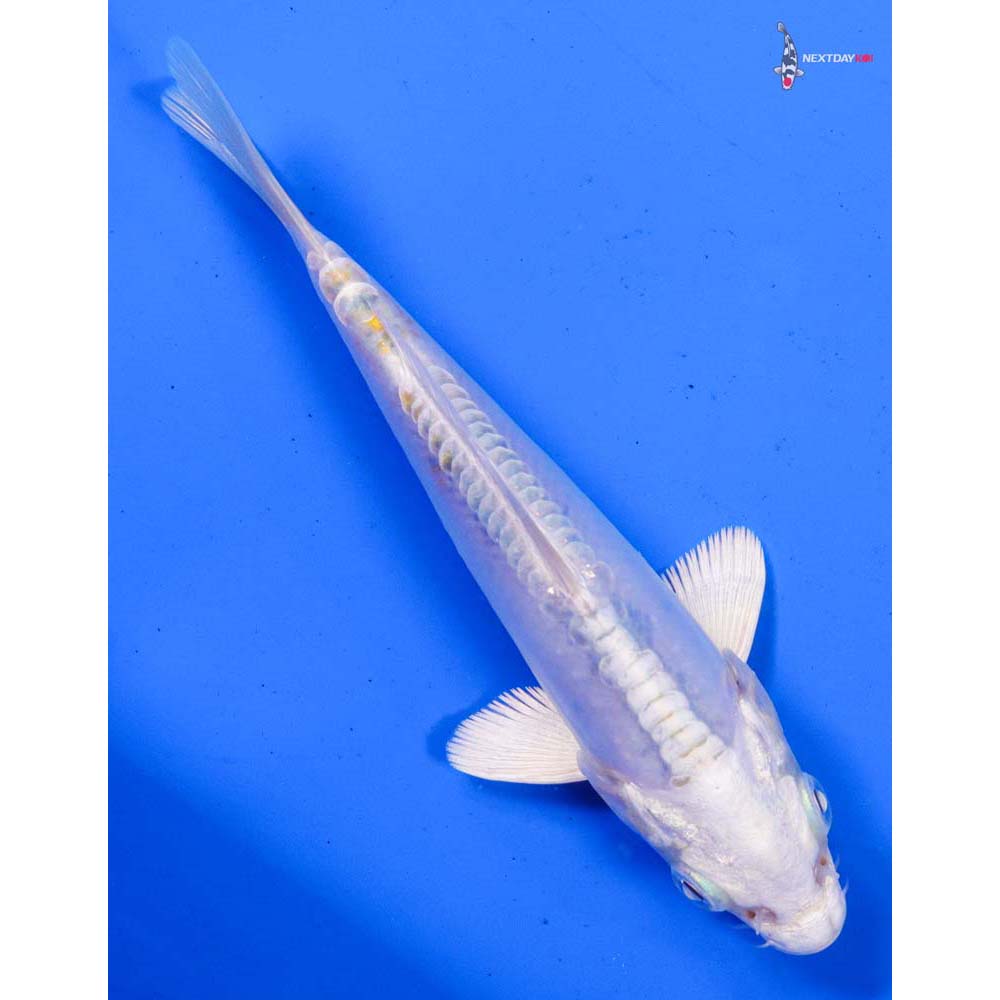 5” Imported Doitsu Lemon Hariwake