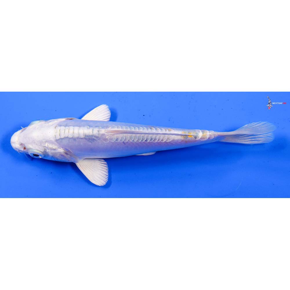 5” Imported Doitsu Lemon Hariwake