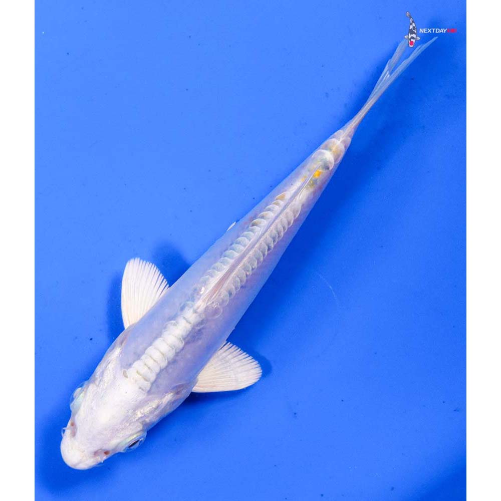 5” Imported Doitsu Lemon Hariwake