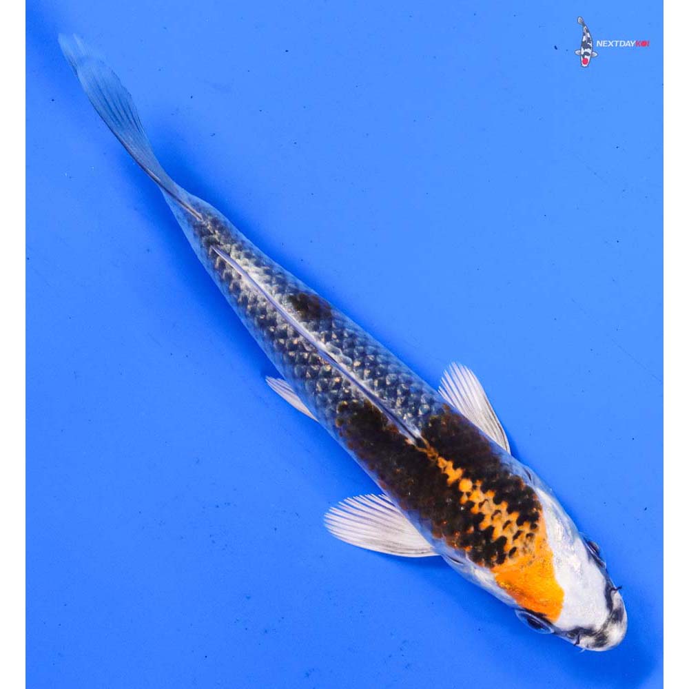 5.5” Imported Kujaku