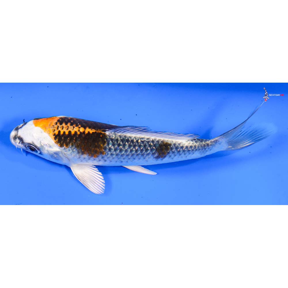 5.5” Imported Kujaku