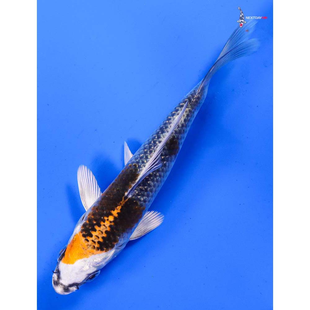 5.5” Imported Kujaku