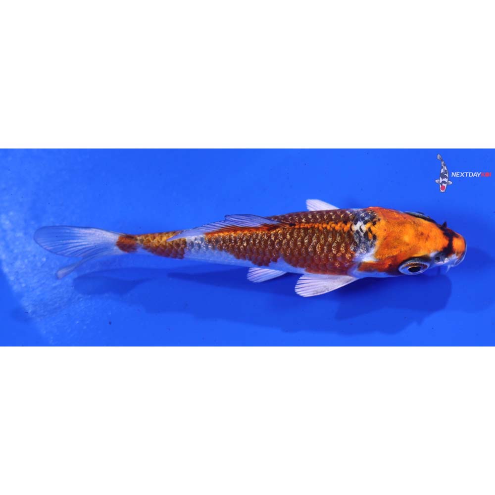 3.5” Imported Gin Rin Kujaku