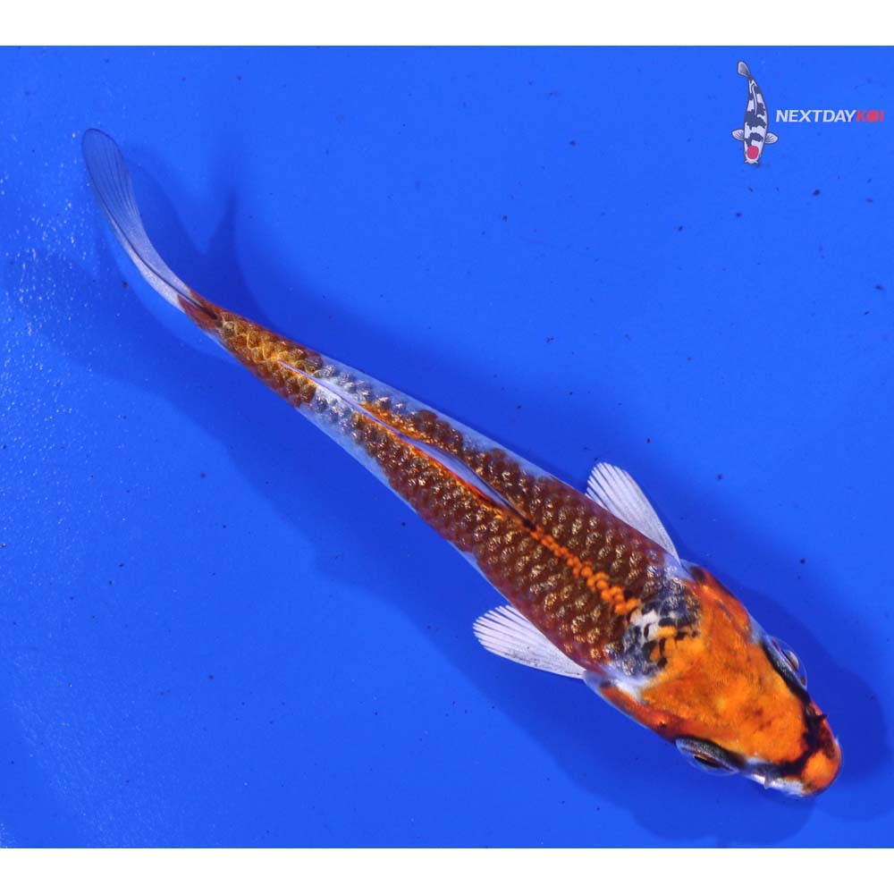 3.5” Imported Gin Rin Kujaku