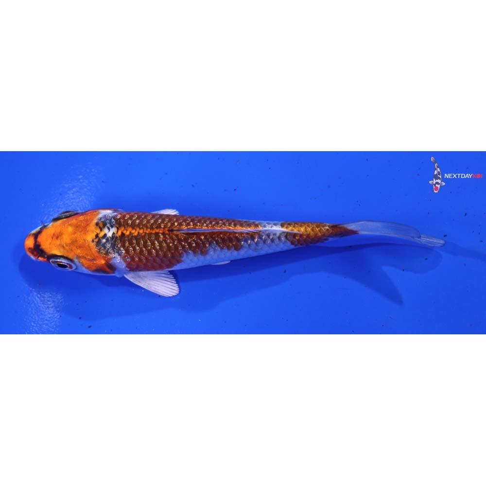 3.5” Imported Gin Rin Kujaku