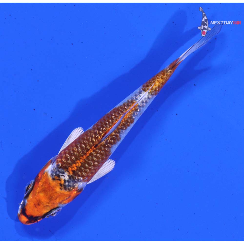 3.5” Imported Gin Rin Kujaku