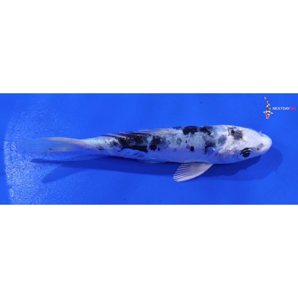 4” Imported Doitsu Gin Shiro Bekko