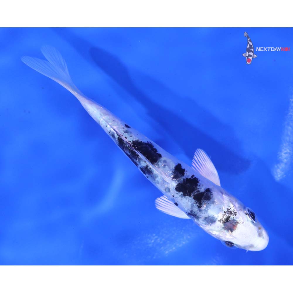 4” Imported Doitsu Gin Shiro Bekko