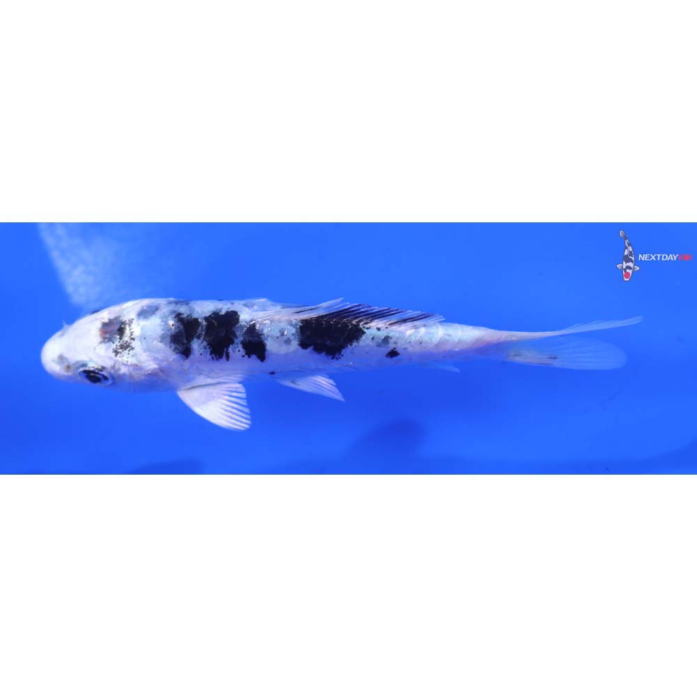 4” Imported Doitsu Gin Shiro Bekko