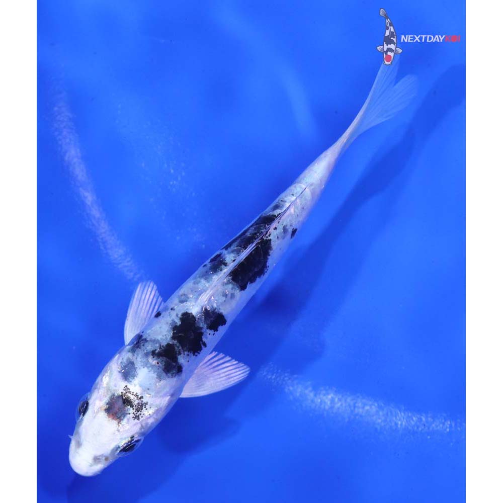 4” Imported Doitsu Gin Shiro Bekko