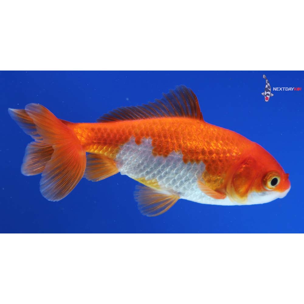 3.5” Imported Red and White Wakin