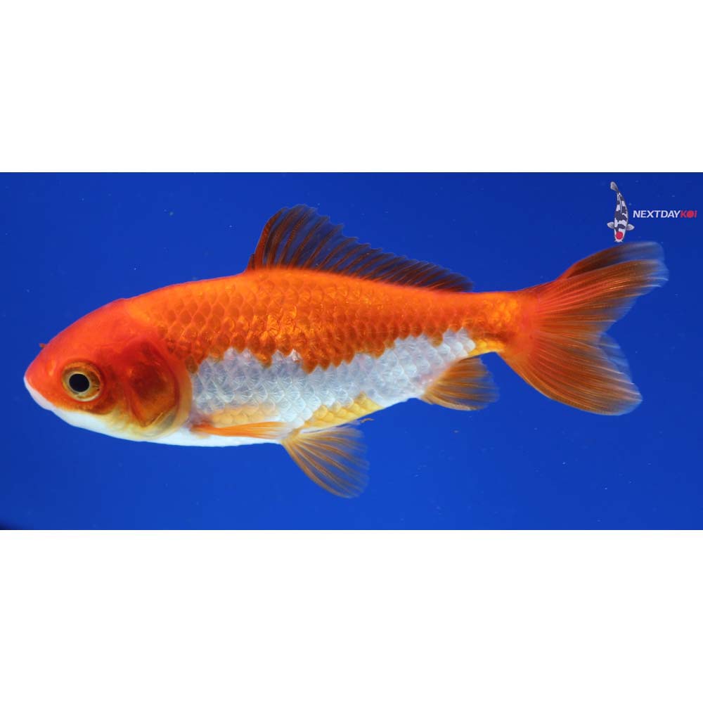 3.5” Imported Red and White Wakin