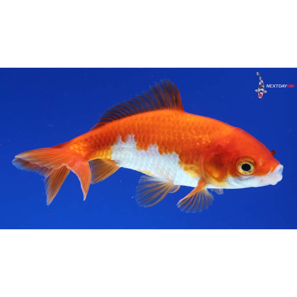 3.5” Imported Red and White Wakin