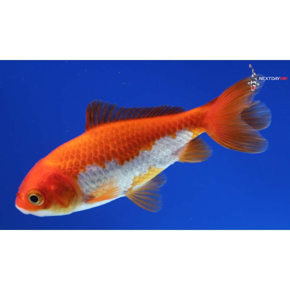 3.5” Imported Red and White Wakin