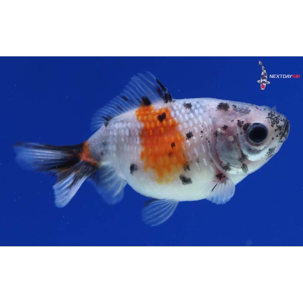 2” Imported Calico Pearlscale