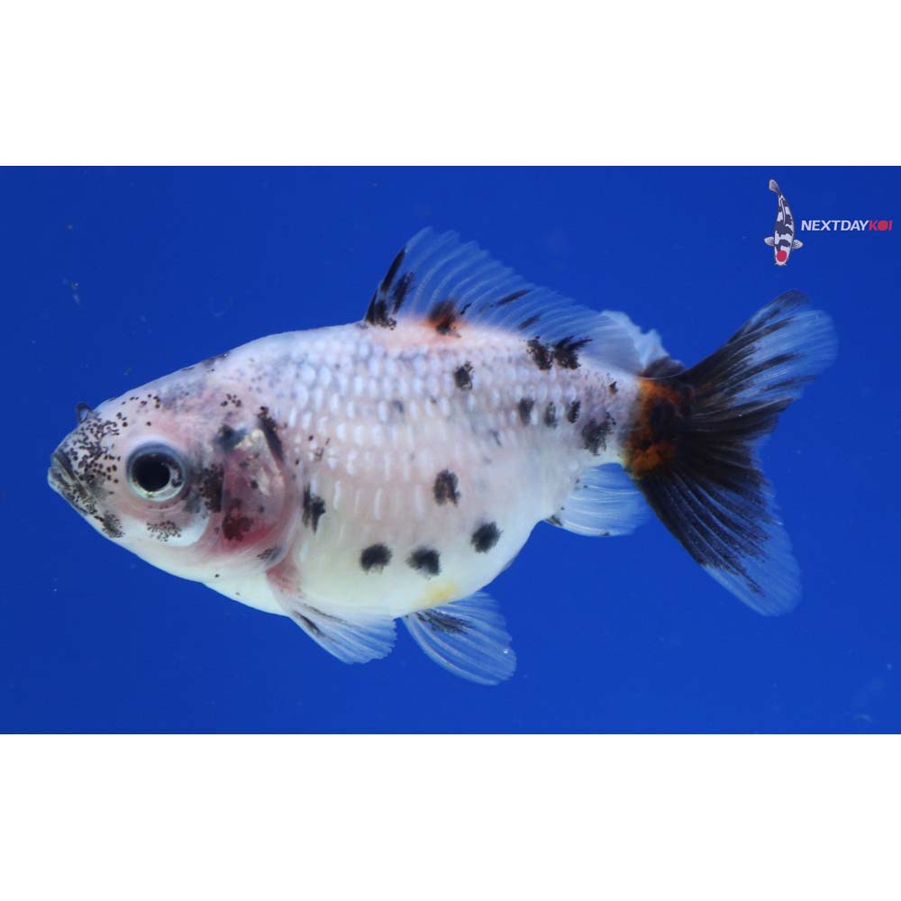 2” Imported Calico Pearlscale
