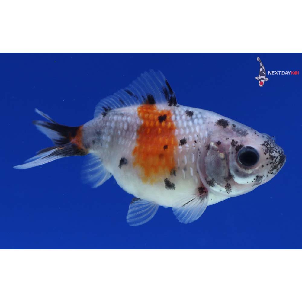 2” Imported Calico Pearlscale