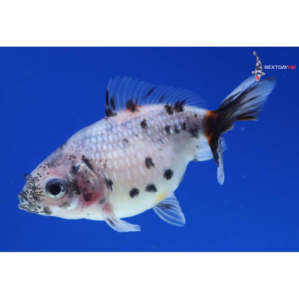 2” Imported Calico Pearlscale