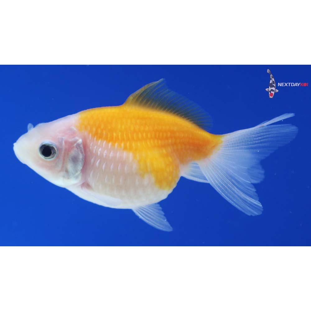2” Imported Yellow and White Pearlscale