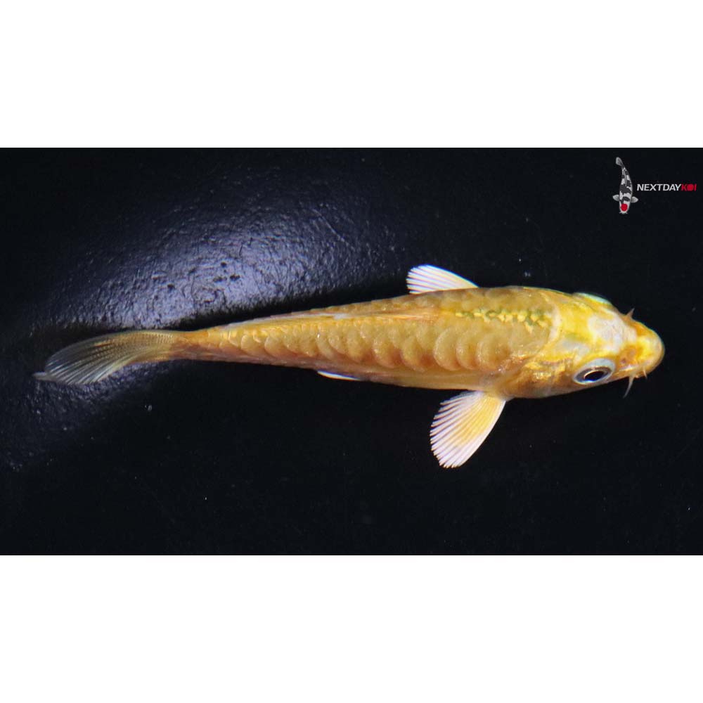 3” Imported Doitsu Yamabuki Ogon