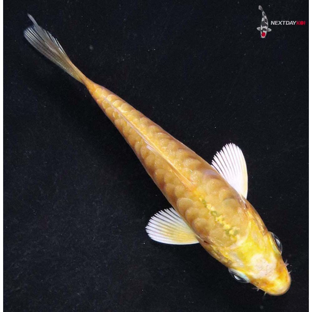 3” Imported Doitsu Yamabuki Ogon