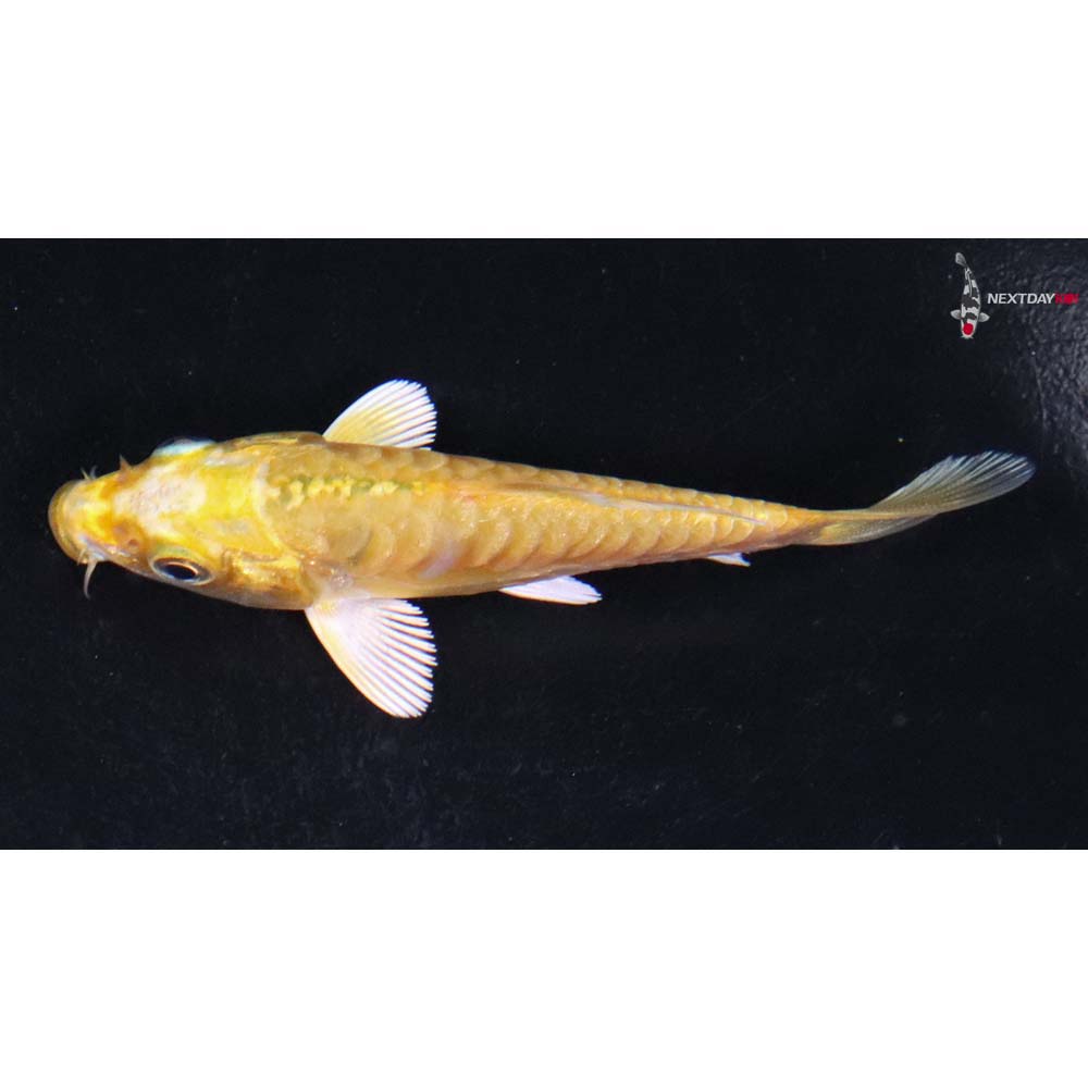 3” Imported Doitsu Yamabuki Ogon