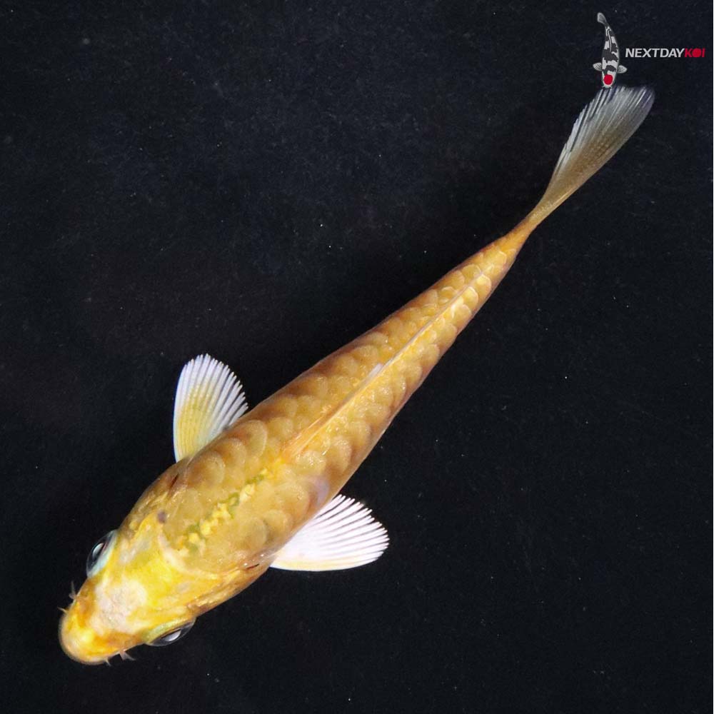 3” Imported Doitsu Yamabuki Ogon