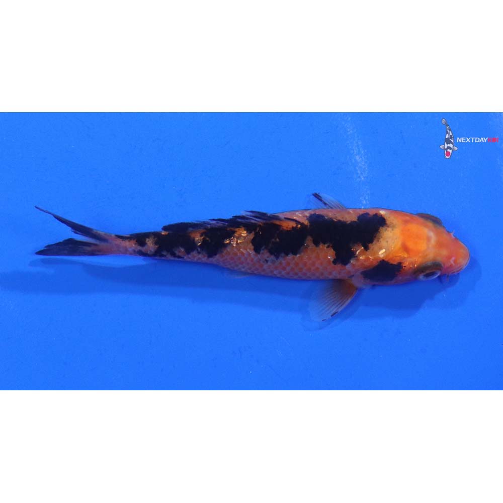 3.5” Imported Gin Rin Aka Bekko