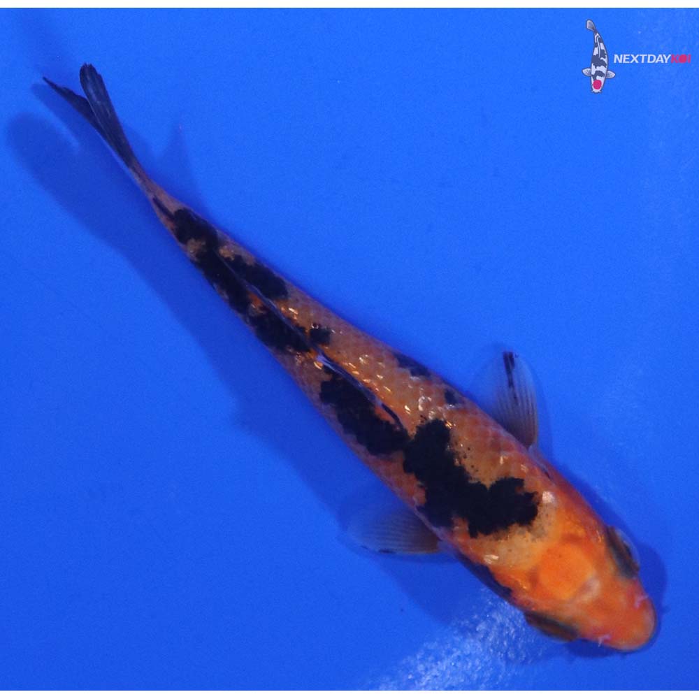 3.5” Imported Gin Rin Aka Bekko