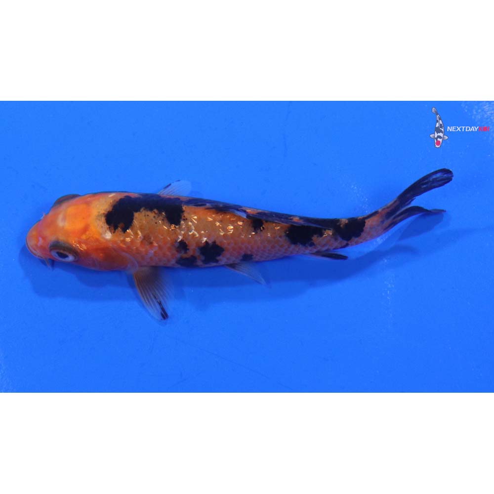 3.5” Imported Gin Rin Aka Bekko