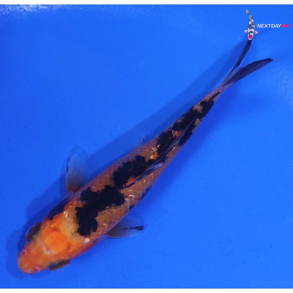 3.5” Imported Gin Rin Aka Bekko