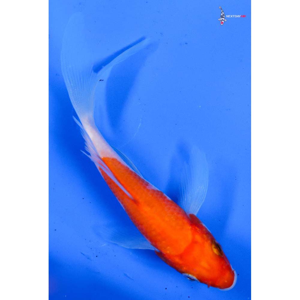 5” Imported Kohaku Butterfly Koi