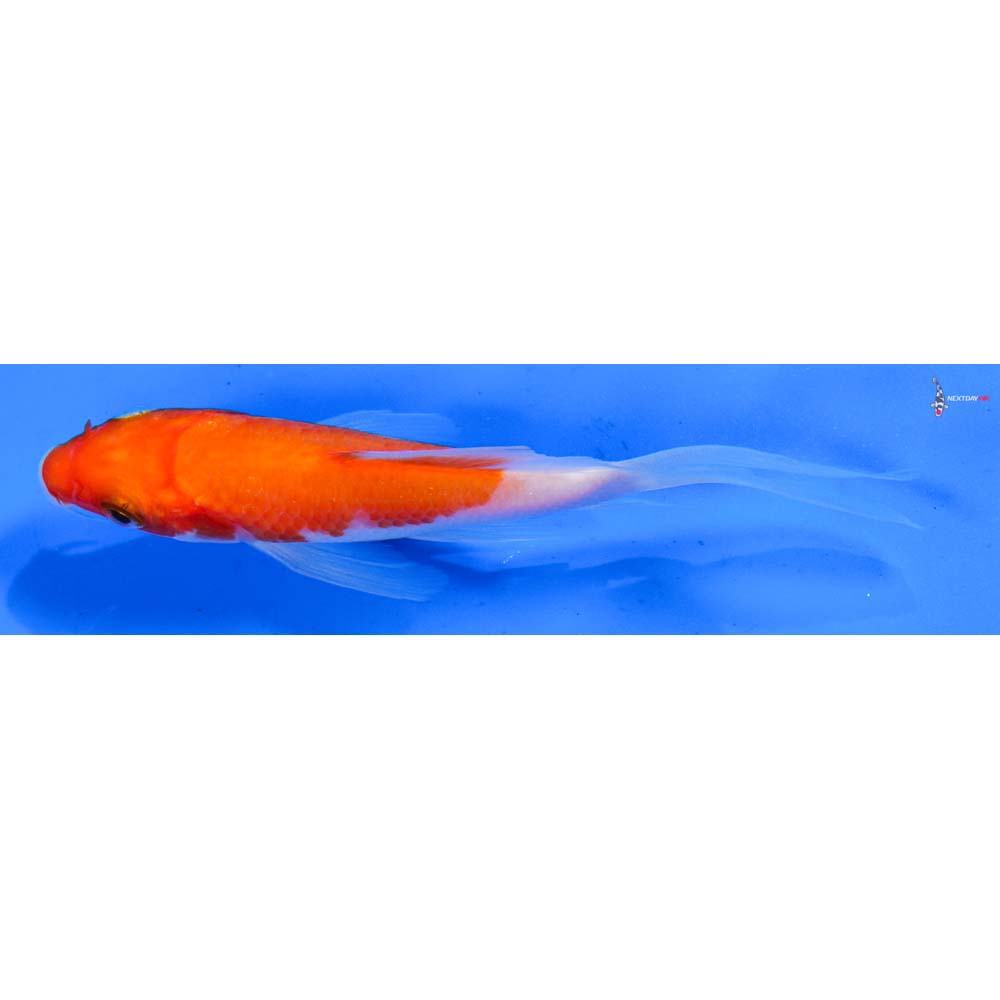 5” Imported Kohaku Butterfly Koi