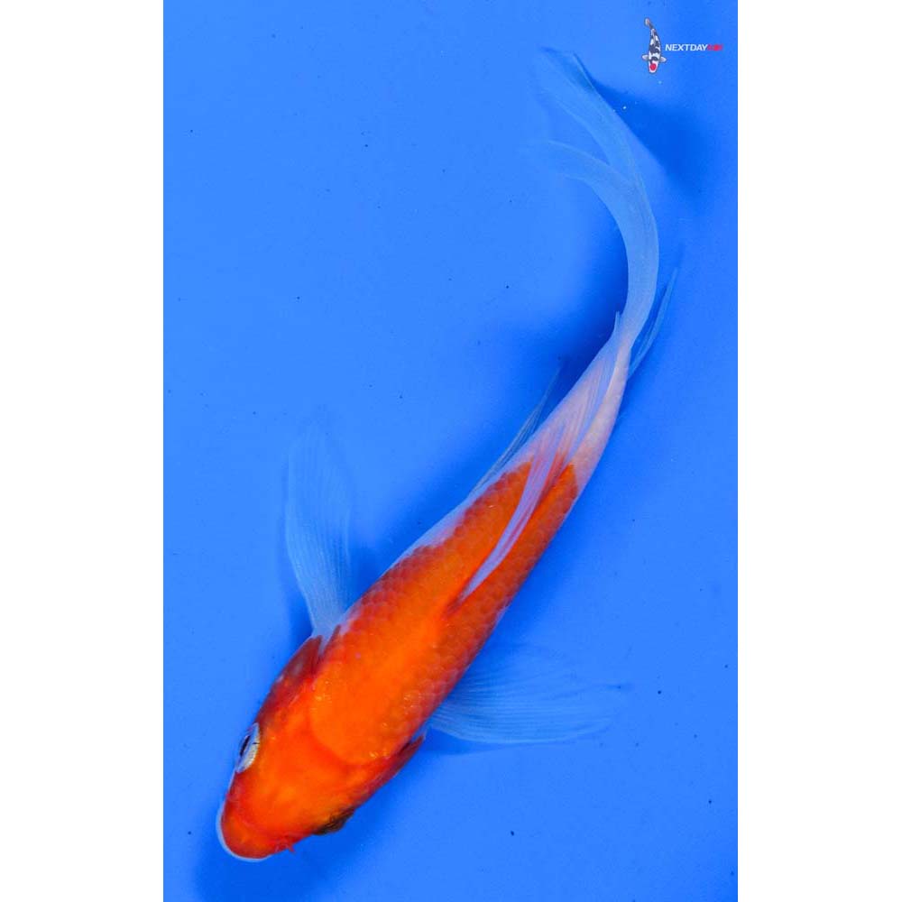 5” Imported Kohaku Butterfly Koi