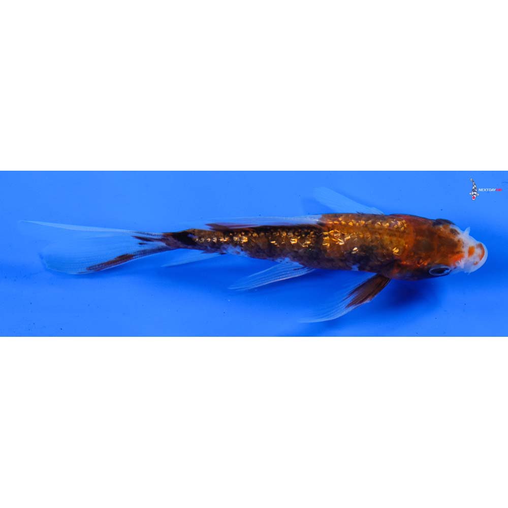 5” Imported Gin Rin Showa Butterfly Koi