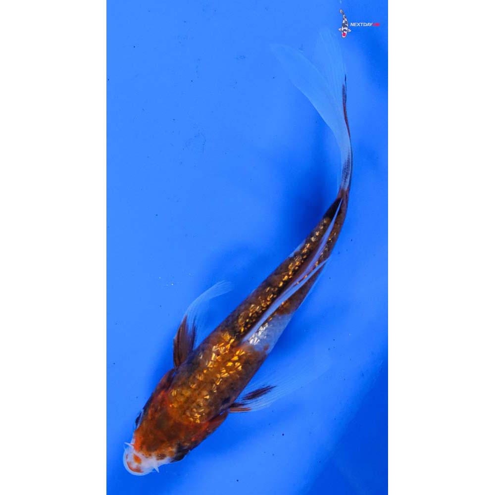 5” Imported Gin Rin Showa Butterfly Koi