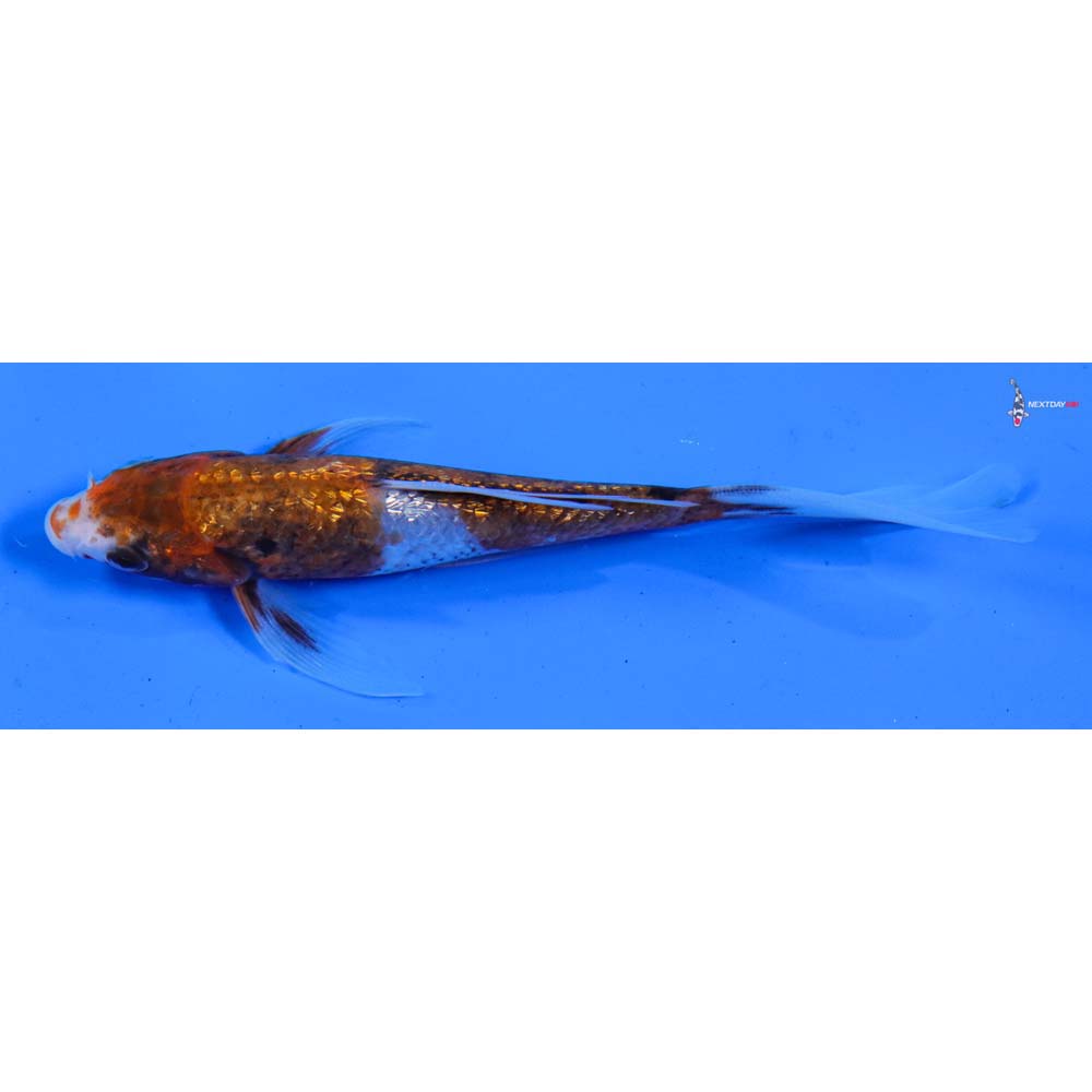 5” Imported Gin Rin Showa Butterfly Koi