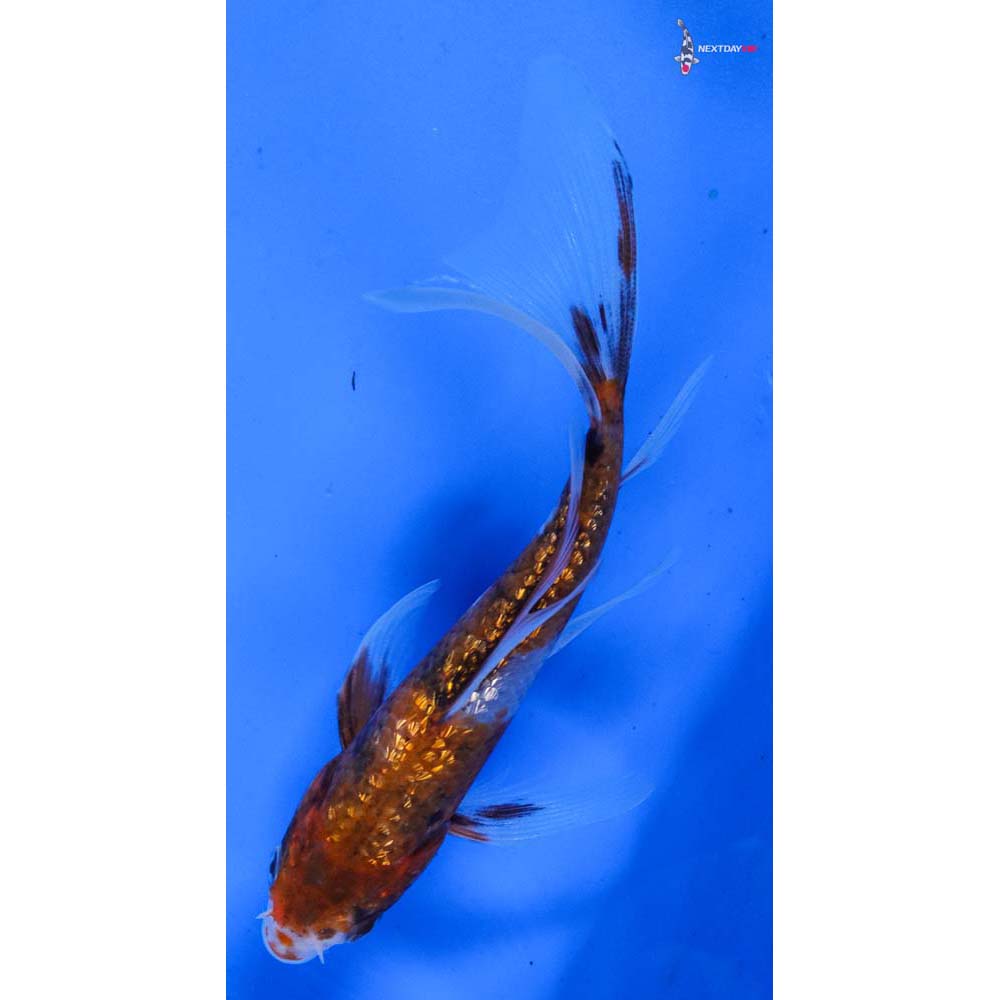 5” Imported Gin Rin Showa Butterfly Koi