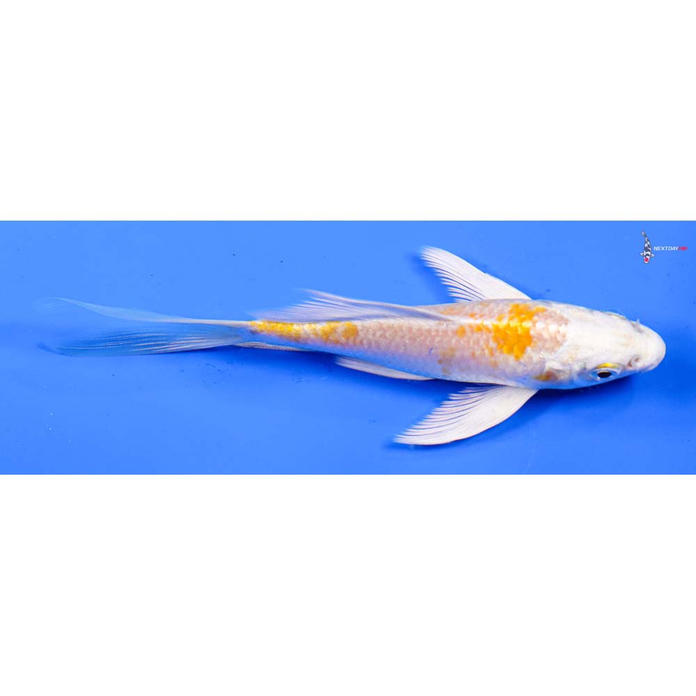 5” Imported Lemon Hariwake Butterfly Koi